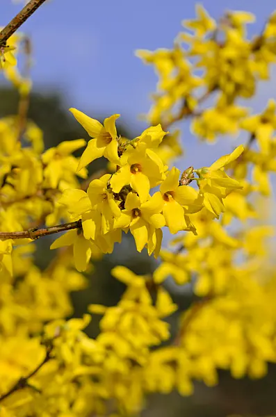 555023 - Border forsythia (Forsythia x intermedia 'Beatrix Farrand')