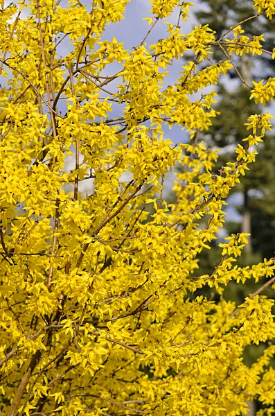 555024 - Border forsythia (Forsythia x intermedia 'Beatrix Farrand')