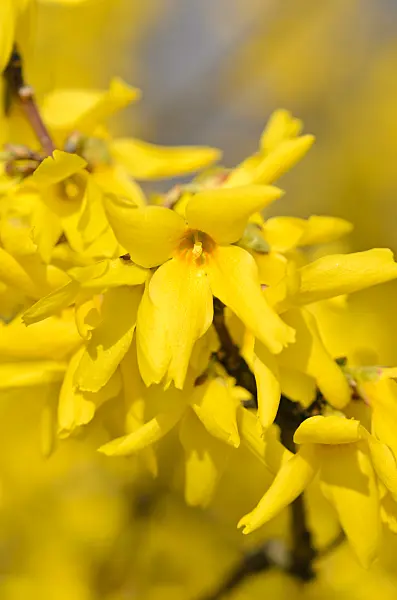 555025 - Border forsythia (Forsythia x intermedia 'Beatrix Farrand')