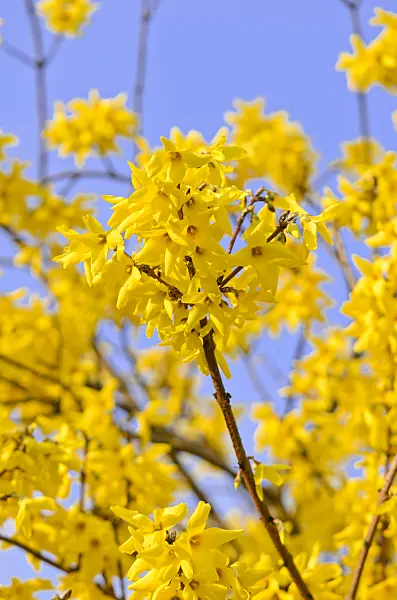 555026 - Border forsythia (Forsythia x intermedia 'Beatrix Farrand')