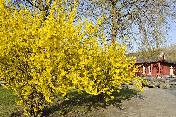 519104 - Border forsythia (Forsythia x intermedia), Chinese Garden, Erholungspark Marzahn, Berlin, Germany