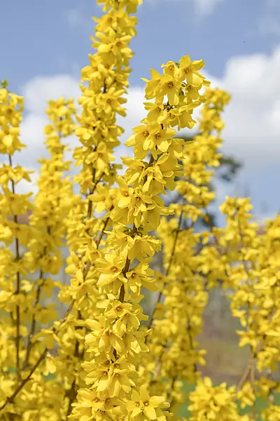 558107 - Border forsythia (Forsythia x intermedia 'Goldrausch')
