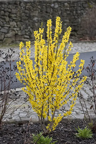 616216 - Border forsythia (Forsythia x intermedia 'Goldzauber')