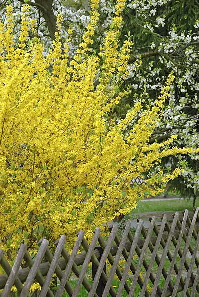 502201 - Border forsythia (Forsythia x intermedia 'Lynwood')