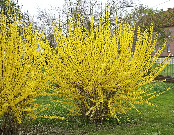 517178 - Border forsythia (Forsythia x intermedia 'Lynwood')