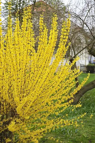 517179 - Border forsythia (Forsythia x intermedia 'Lynwood')