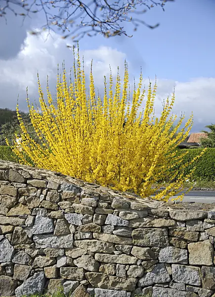 517180 - Border forsythia (Forsythia x intermedia 'Lynwood')