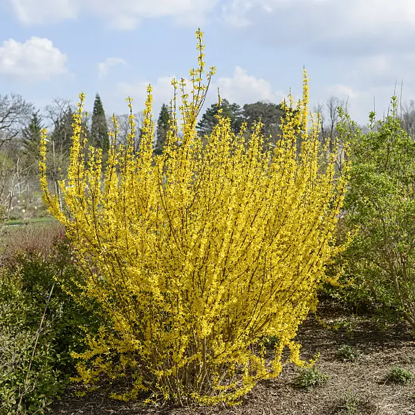 558108 - Border forsythia (Forsythia x intermedia 'Melisa')