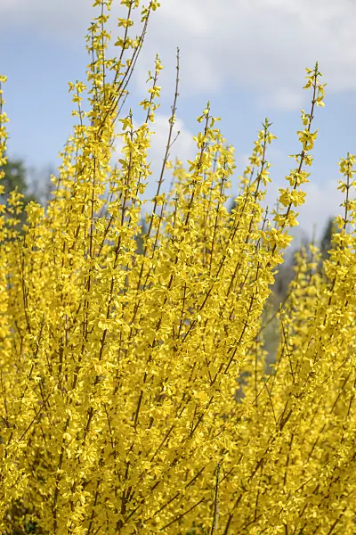 558109 - Border forsythia (Forsythia x intermedia 'Melisa')