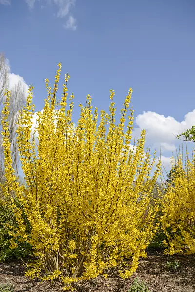 558110 - Border forsythia (Forsythia x intermedia 'Melisa')