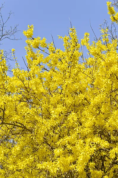 495065 - Border forsythia (Forsythia x intermedia 'Spectabilis')