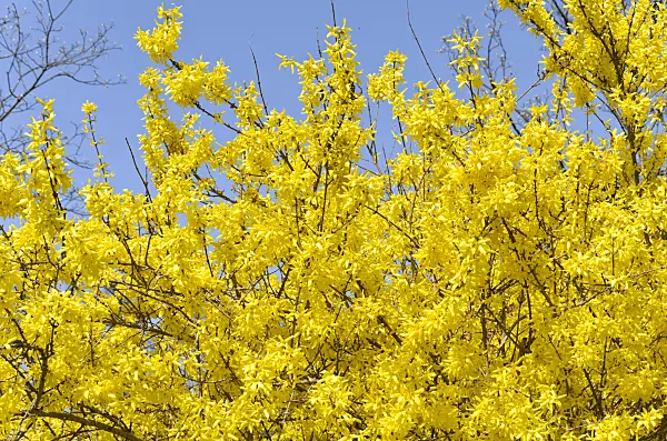 495066 - Border forsythia (Forsythia x intermedia 'Spectabilis')