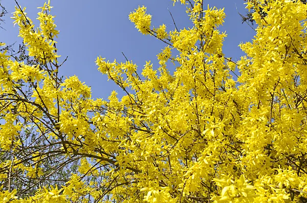 495067 - Border forsythia (Forsythia x intermedia 'Spectabilis')
