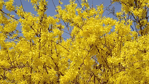 495074 - Border forsythia (Forsythia x intermedia 'Spectabilis')