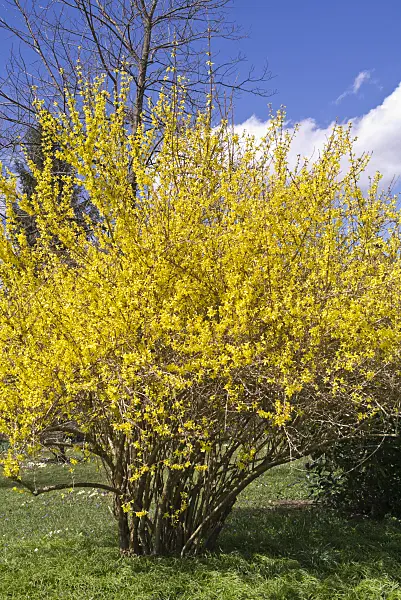 601023 - Border forsythia (Forsythia x intermedia 'Spring')