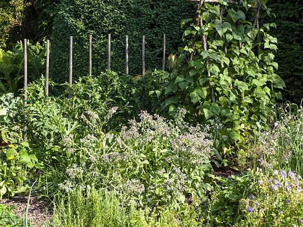 439289 - Borretsch (Borago officinalis), Stangenbohne (Phaseolus vulgaris var. vulgaris) und Tomate (Lycopersicon esculentum)