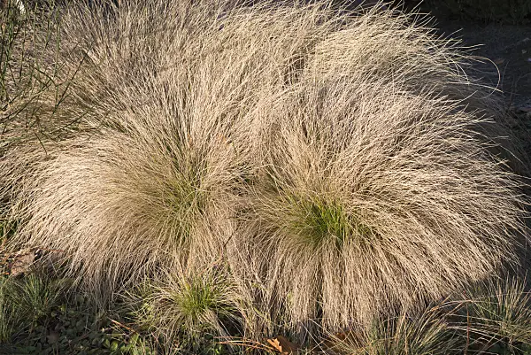 578020 - Borstgras (Nardus stricta)