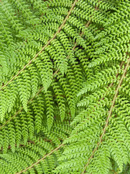 426299 - Borstiger Schildfarn (Polystichum setiferum 'Proliferum Wollastonii')