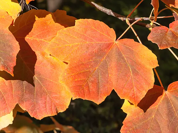 465218 - Bosnian maple (Acer obtusatum syn. Acer opalus subsp. obtusatum)