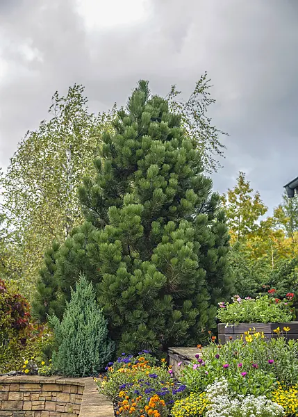 575184 - Bosnian pine (Pinus heldreichii 'Compact Gem')