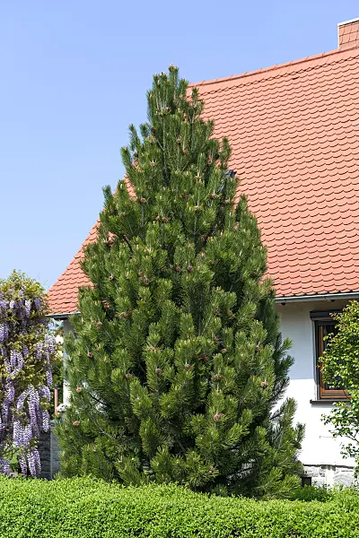 664321 - Bosnian pine (Pinus heldreichii 'Fastigiata')