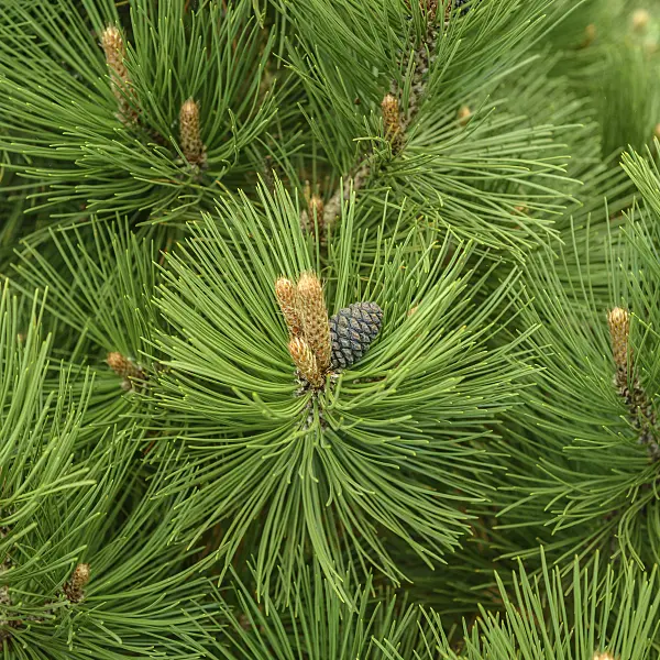 575185 - Bosnian pine (Pinus heldreichii 'Malinki')
