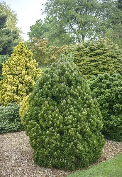 575186 - Bosnian pine (Pinus heldreichii 'Smidtii')