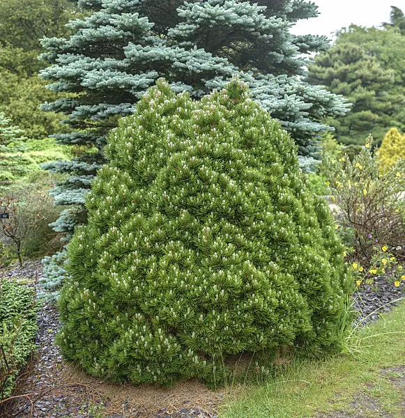 575187 - Bosnian pine (Pinus heldreichii 'Smidtii')
