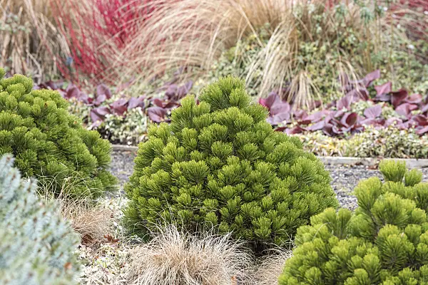 638190 - Bosnian pine (Pinus heldreichii 'Smidtii')