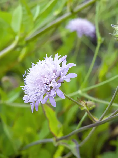 461175 - Bosnian widow flower (Knautia sarajevensis)
