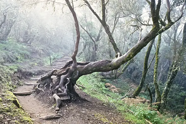 363001 - Bosque del Cedro, Garajonay National Park, La Gomera, Spain