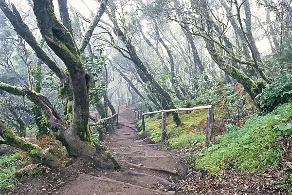 363002 - Bosque del Cedro, Garajonay National Park, La Gomera, Spain