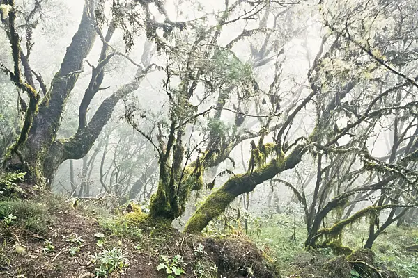 363004 - Bosque del Cedro, Garajonay National Park, La Gomera, Spain