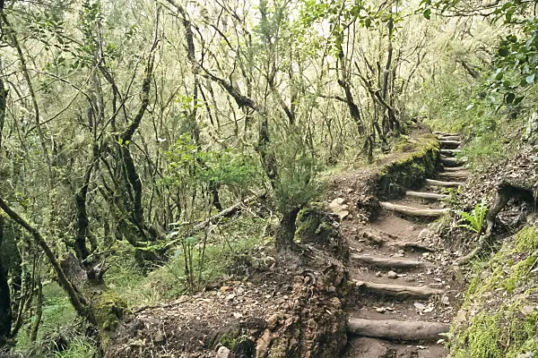 363007 - Bosque del Cedro, Garajonay National Park, La Gomera, Spain
