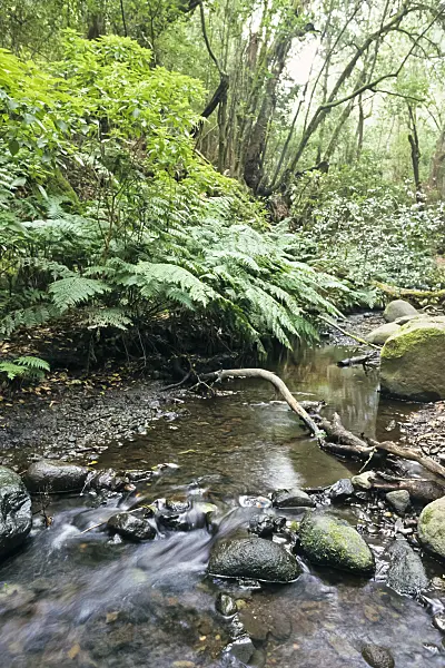 363010 - Bosque del Cedro, Garajonay National Park, La Gomera, Spain