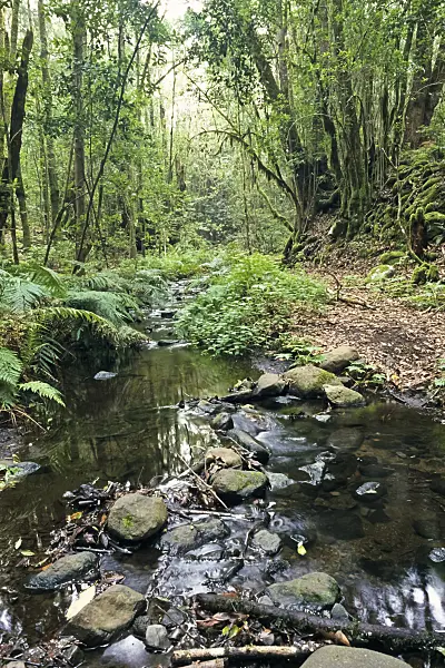 363012 - Bosque del Cedro, Garajonay National Park, La Gomera, Spain