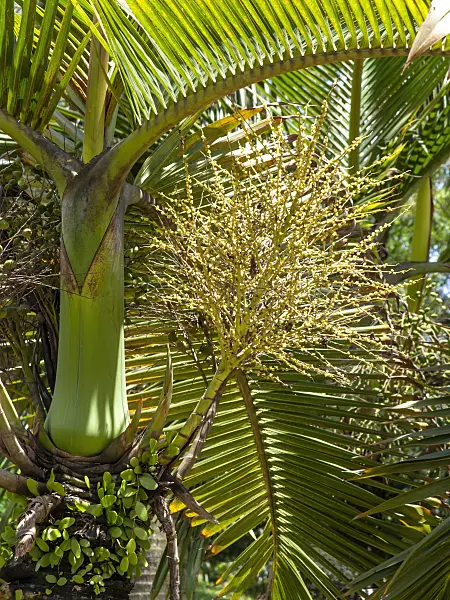 434329 - Bottle palm (Hyophorbe lagenicaulis)