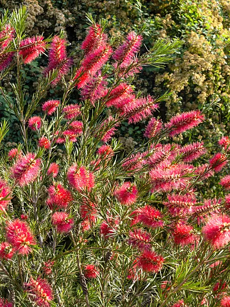438240 - Bottlebrush (Callistemon)