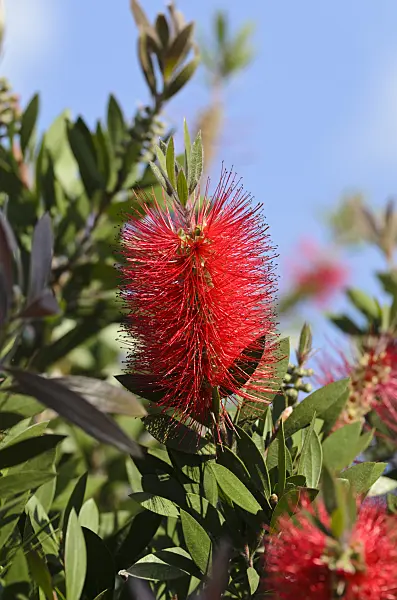 496288 - Bottlebrush (Callistemon)