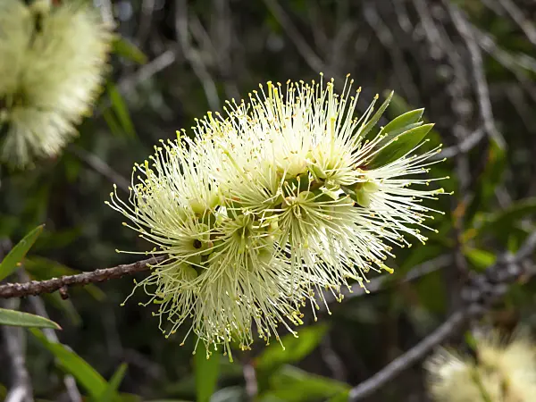 455336 - Bottlebrush (Callistemon formosus)