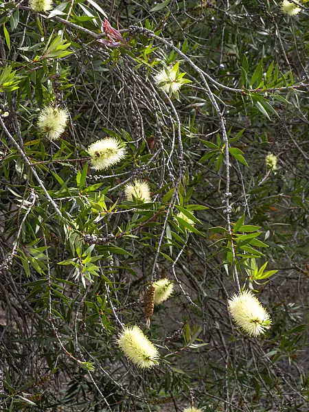 455337 - Bottlebrush (Callistemon formosus)