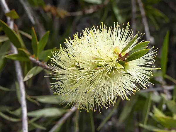 455338 - Bottlebrush (Callistemon formosus)