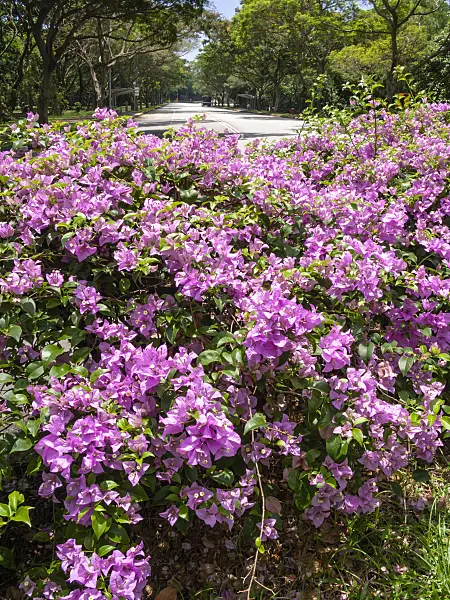 411040 - Bougainvillea