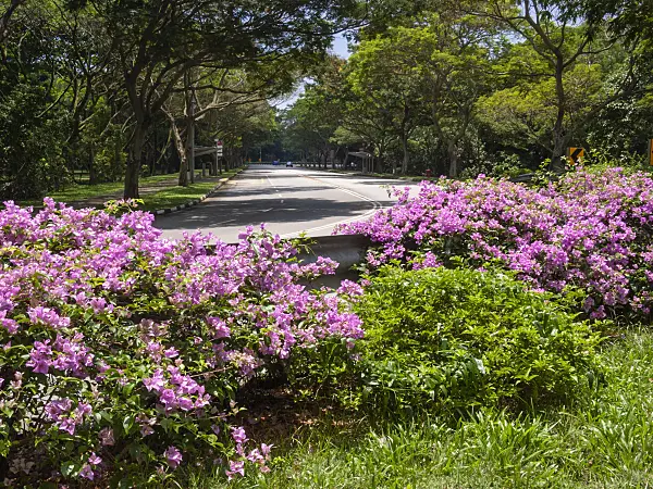 411042 - Bougainvillea