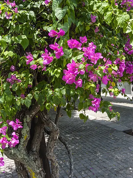 411048 - Bougainvillea