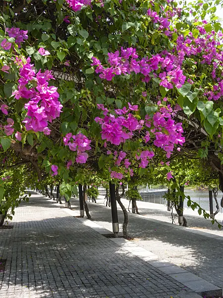 411049 - Bougainvillea