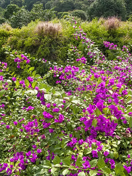 411075 - Bougainvillea