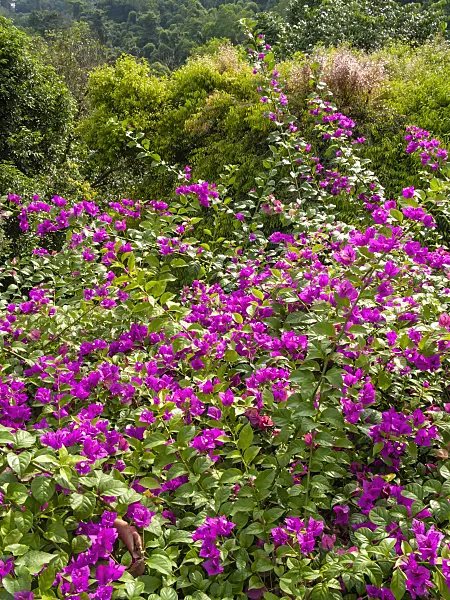 411076 - Bougainvillea