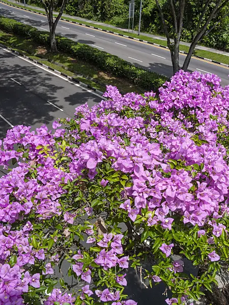 411165 - Bougainvillea