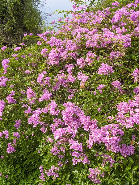 411267 - Bougainvillea